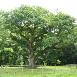 Oak, sessile